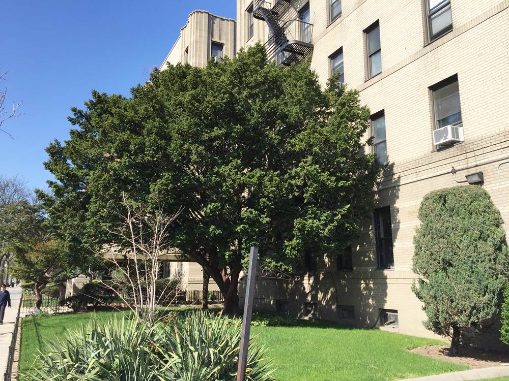 415 Ocean Parkway,Brooklyn,NY,2 Bedrooms Bedrooms,5 Rooms Rooms,1 BathroomBathrooms,Co-Op,Ocean Parkway,1164